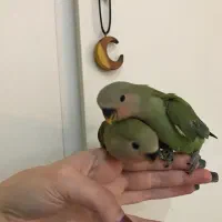 طوطی برزیلی های اوپال کاملا دستی|پرنده|تهران, شهرک پرواز|دیوار