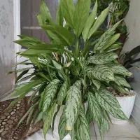 تعدادی گل طبیعی آپارتمانی|حراج|فردیس, فردیس|دیوار