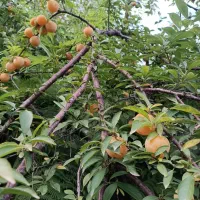 ویلای ساحلی سند دار ۱۰۰ قدمی ساحل شفارود|فروش خانه و ویلا|رضوانشهر, |دیوار