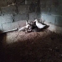 اردک خارجی|حیوانات مزرعه|گمیشان, |دیوار