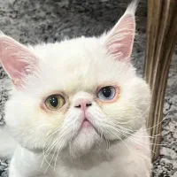 گربه پرشین و اسکاتیش|گربه|ساری, |دیوار