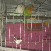 یک جفت طوطی برزیلی زیبا وجوان تضمینی