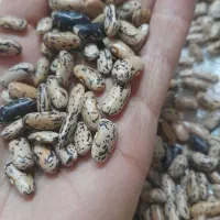 پاچ باقلا محلی اورگانیک