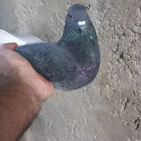 کبوتر سوسکی