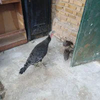 بوقلمون|حیوانات مزرعه|بروجرد, |دیوار