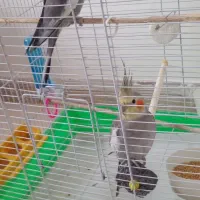 پرنده عروس هلندی