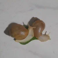 حلزون آلبینو