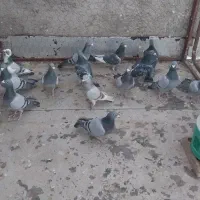 دسته پلاکی ۱۴تایی اهواز نر