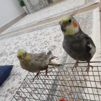فروش عروس هلندی نر و ماده. همراه با قفس