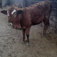 ۳ عدد گوساله|حیوانات مزرعه|بم, |دیوار