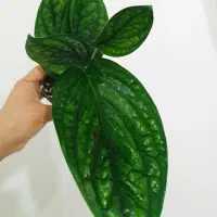 بابا آدم|گل و گیاه طبیعی|ارومیه, |دیوار