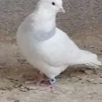 کفتر طوقی اصیل معاوضه با قناری  و عروس هلندی|پرنده|سیرجان, |دیوار