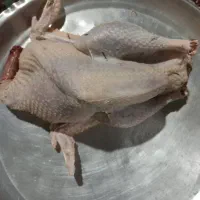 بوقلمون طبیعی|حیوانات مزرعه|مریوان, |دیوار