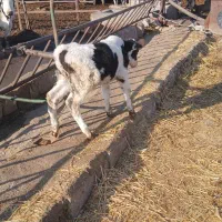 گاو گوساله شکم اول با گوساله نر