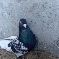 کله سیاه سینه سیاه و مشکی دم سفید