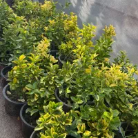 شمشاد طلایی و‌سبز