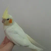 عروس هلندی|پرنده|شهر ری, دیلمان|دیوار