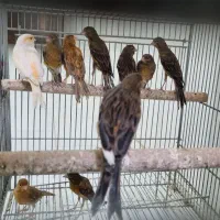 قناری قلمی ماده