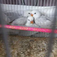 طوطی برزیلی ۴۰ روزه دون خور