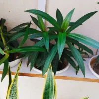 فیلندندرون|حراج|سرپل ذهاب, |دیوار