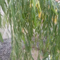 کار ساده خانم و اقا