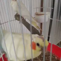 عروس هلندی لتینیو|پرنده|چمران, |دیوار