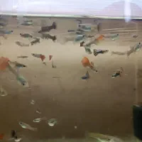 ماهی گوپی بصورت یکجا|ماهی|کرمانشاه, |دیوار