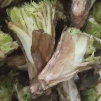 کنگر تازه بیلهر تازه وتجیک