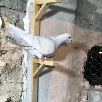 کفتر بوم