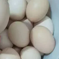 تخم مرغ محلی ۲۵۰۰۰