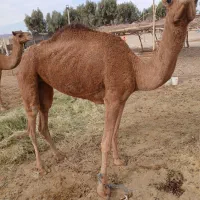 شتر|حیوانات مزرعه|گوهرکوه, |دیوار