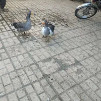 یک جفت غاز جوان