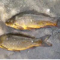 ماهی تازه(کپور)