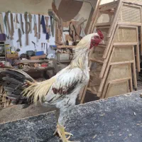 خروس لاری|حیوانات مزرعه|جاجرود, |دیوار