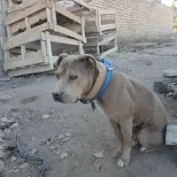 سگ ماده پیپتول زیبا و باهوش.