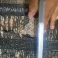 گوشی A06|موبایل|کنارک, |دیوار