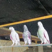 کبوتر|پرنده|درگهان, |دیوار