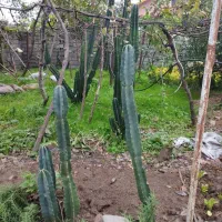 کاکتوس|گل و گیاه طبیعی|شیرود, |دیوار