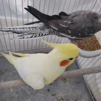 جفت عروس هلندی با قفس و لوازم با قفس بزرگ ۶۰ سانتی