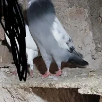 فروشی گوی کوینح