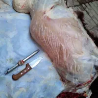 درصورت نیاز تهیه گوسفند قصاب         سیار درمحل