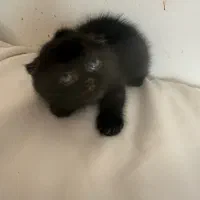 گربه اسکاتیش دابل فولد|گربه|مشهد, گوهرشاد|دیوار