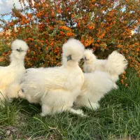 ابریشمی سلطان یوسل برهما کوشین لاری سبرایت پولند