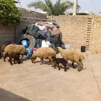 شیشک میش بره