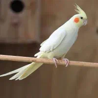 عروس هلندی نر سخنگو رام و دستی