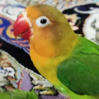 یک عدد طوطی فرار کرده