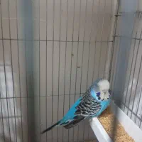 فروش مرغ عشق