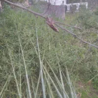 بابمو فروشی