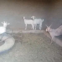 گوسفند|حیوانات مزرعه|بیرجند, |دیوار