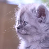 بچه گربه|گربه|شیراز, رازی|دیوار